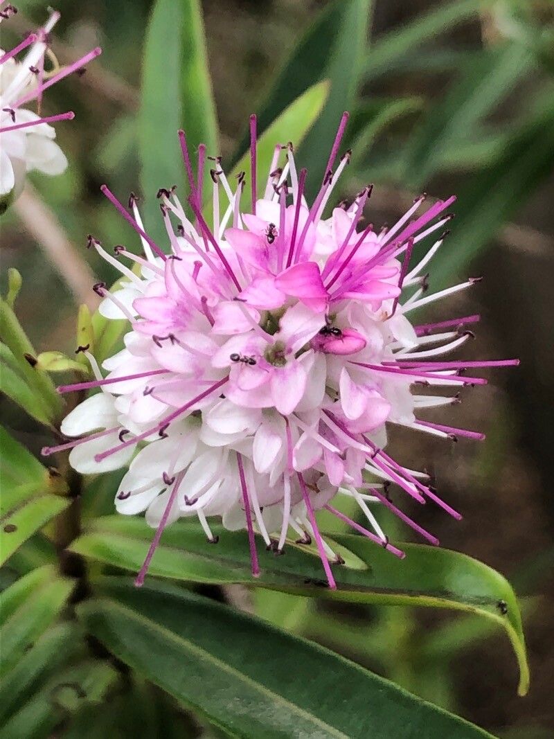 Hebe andersonii flower