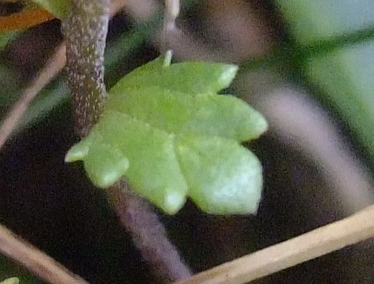 Euphrasia picta — search result for 'Euphrasia'