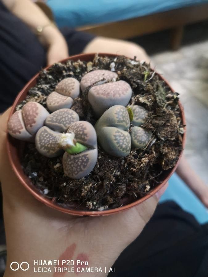Lithops marmorata bark