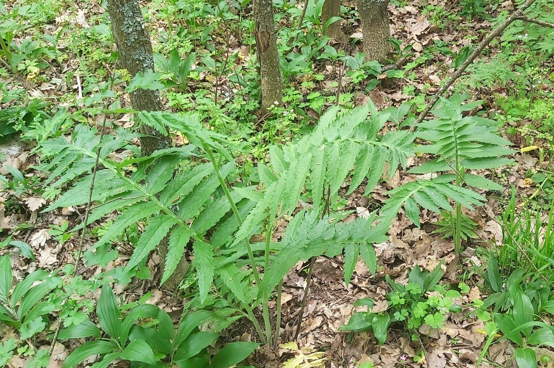 Jacobaea othonnae leaf