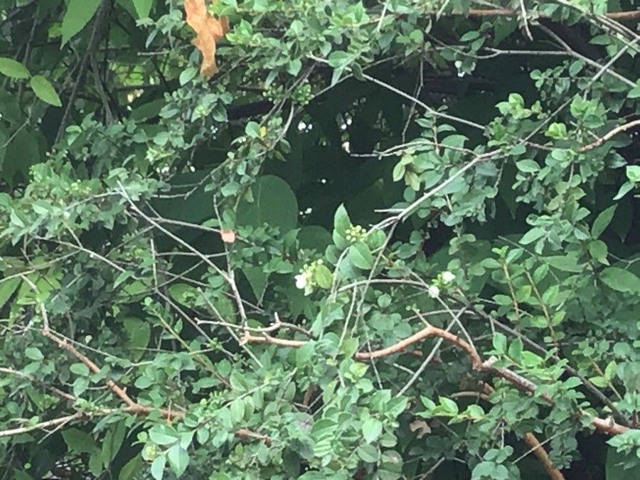 Luma apiculata flower