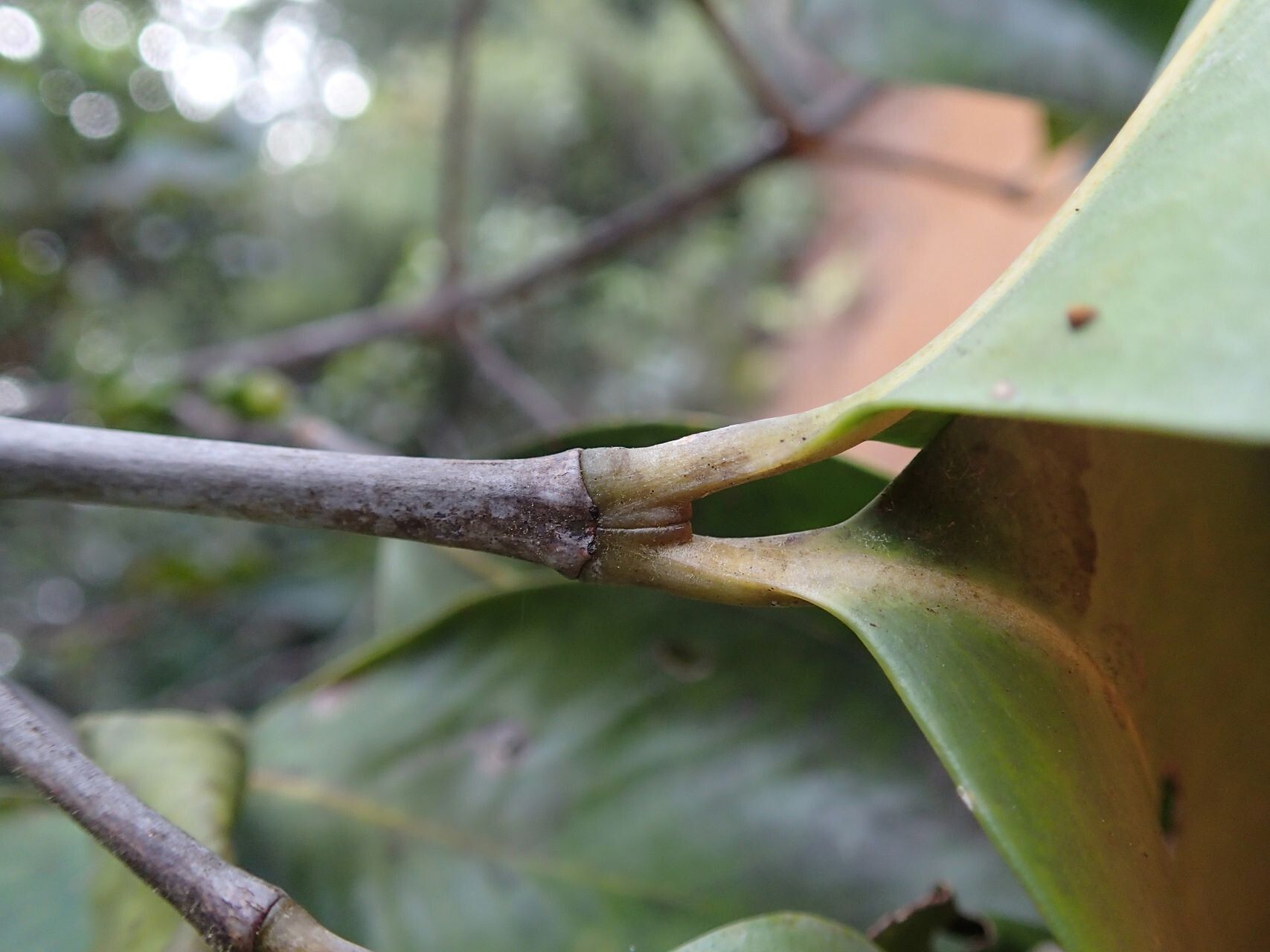 Garcinia corallina fruit