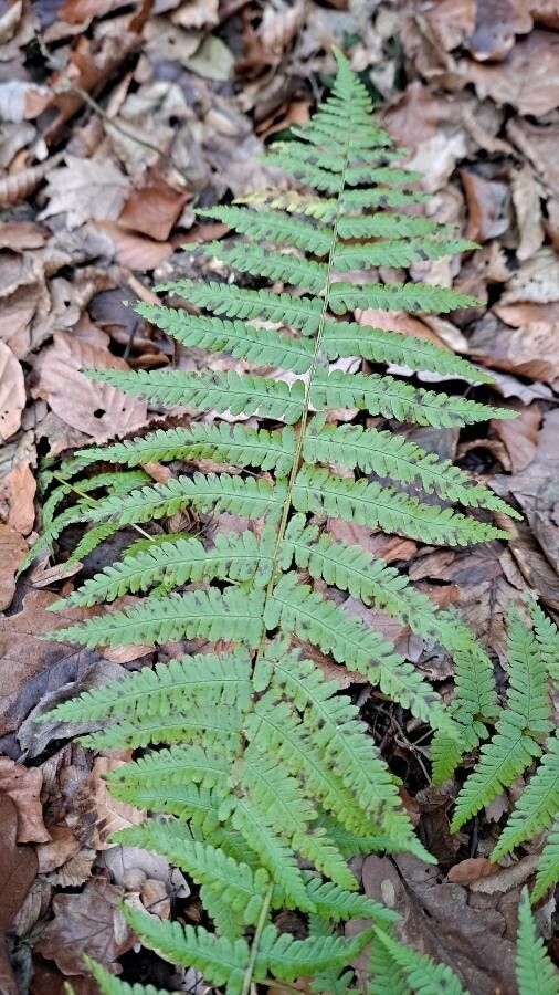 Dryopteris filix-mas