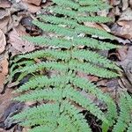 Dryopteris filix-mas