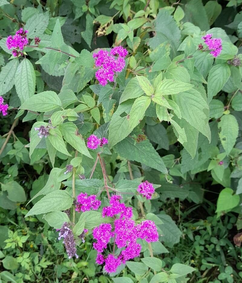 Stevia sanguinea habit