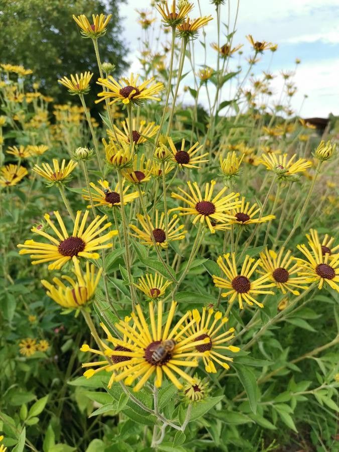 Rudbeckia subtomentosa flower