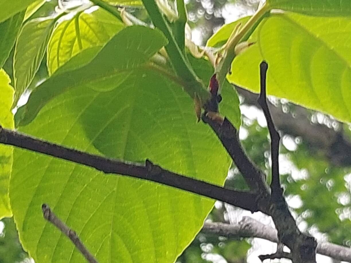 Hovenia tomentella other