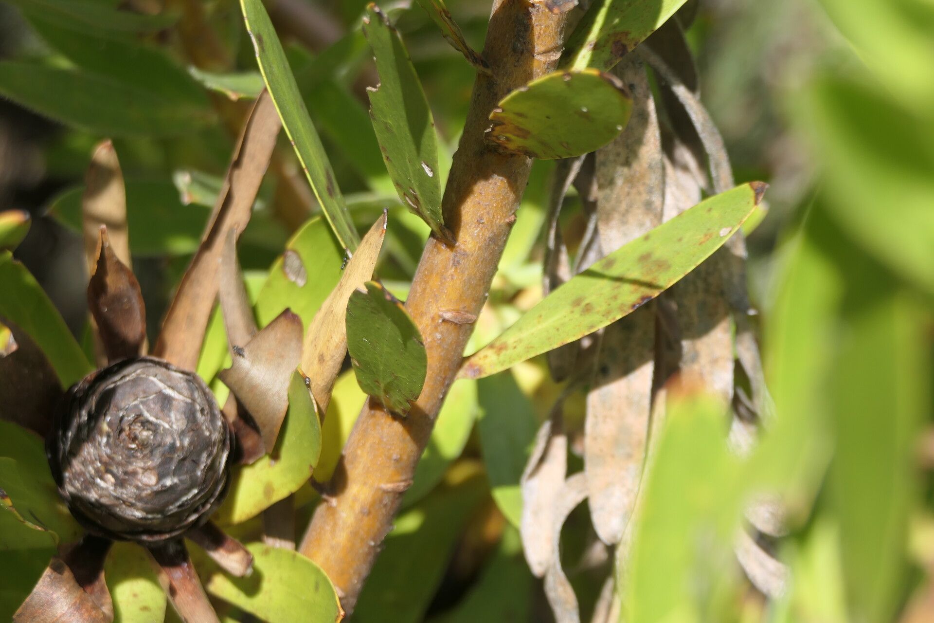 Leucadendron laureolum bark