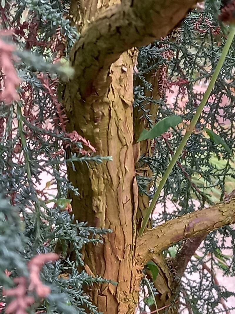 Fitzroya cupressoides bark