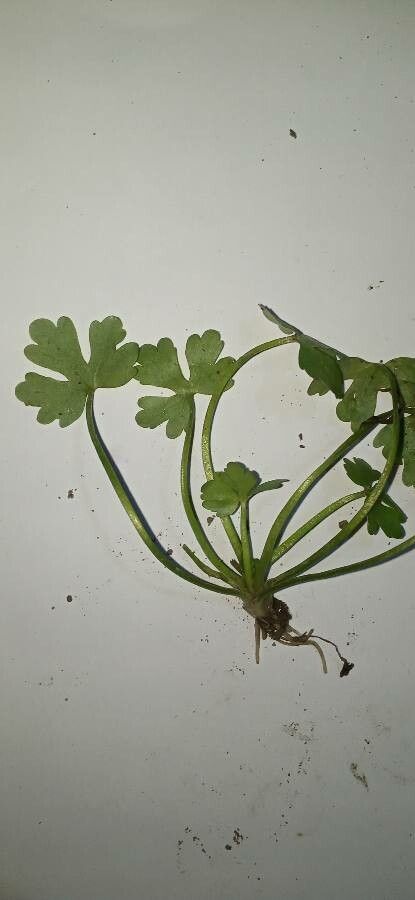 Ranunculus omiophyllus — houseplant care guide