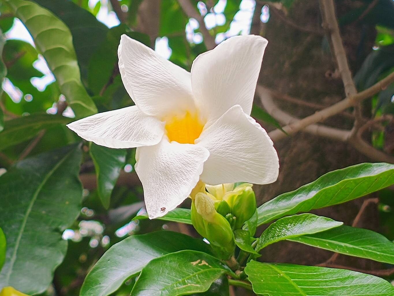 Tabernaemontana litoralis flower
