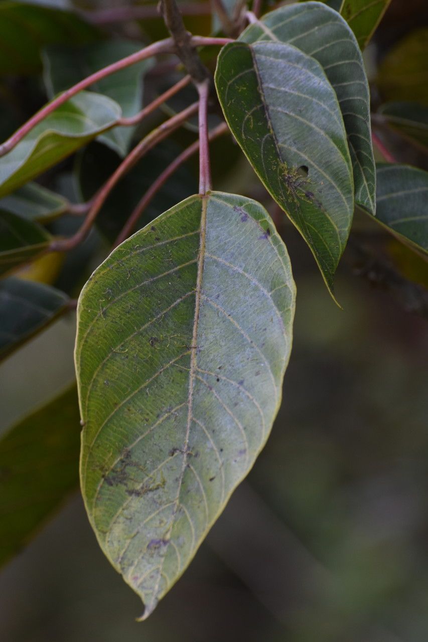 Hancea integrifolia — houseplant care guide