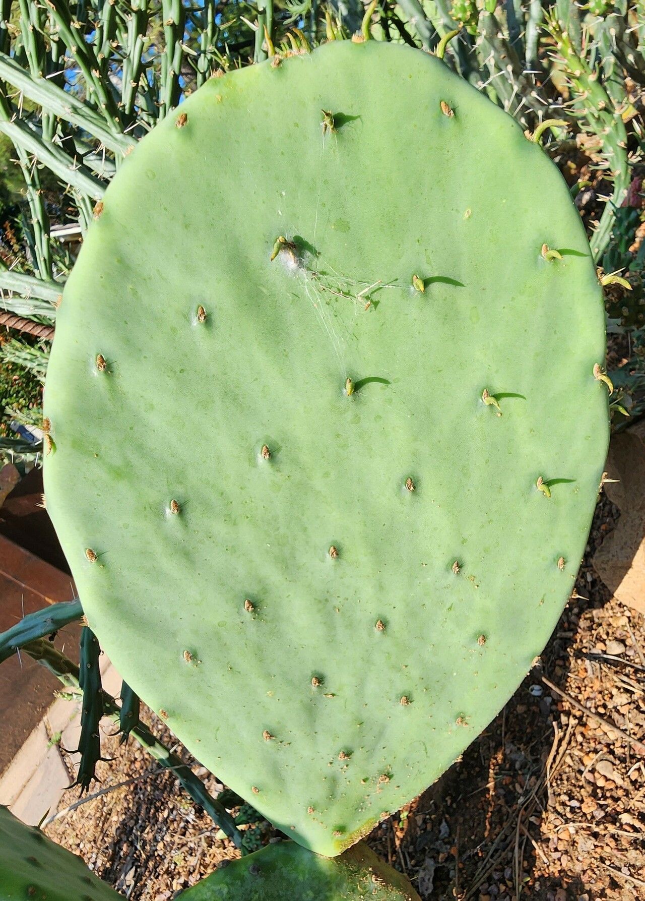 Opuntia lindheimeri bark