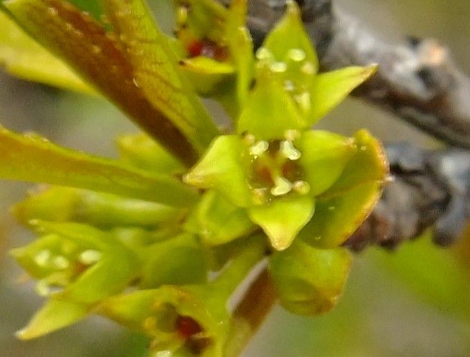 Rhamnus crenulata flower