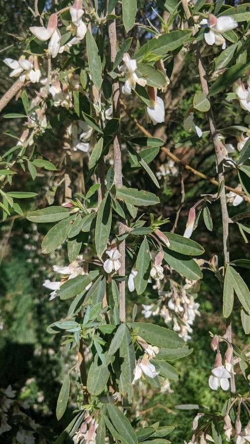 Chamaecytisus proliferus leaf