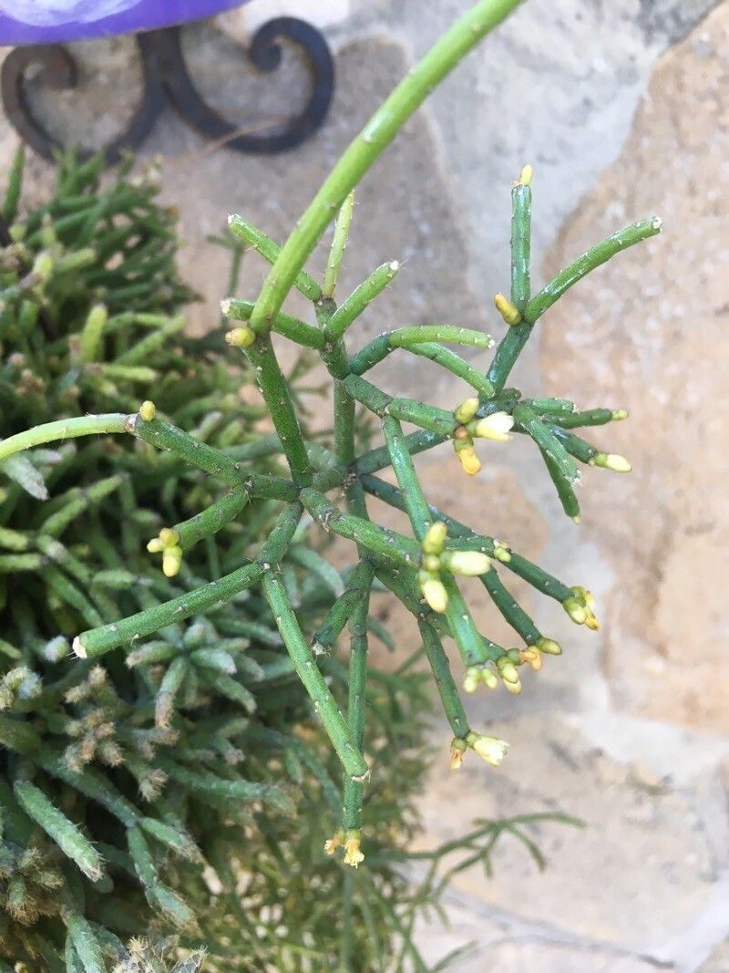 Rhipsalis burchellii flower