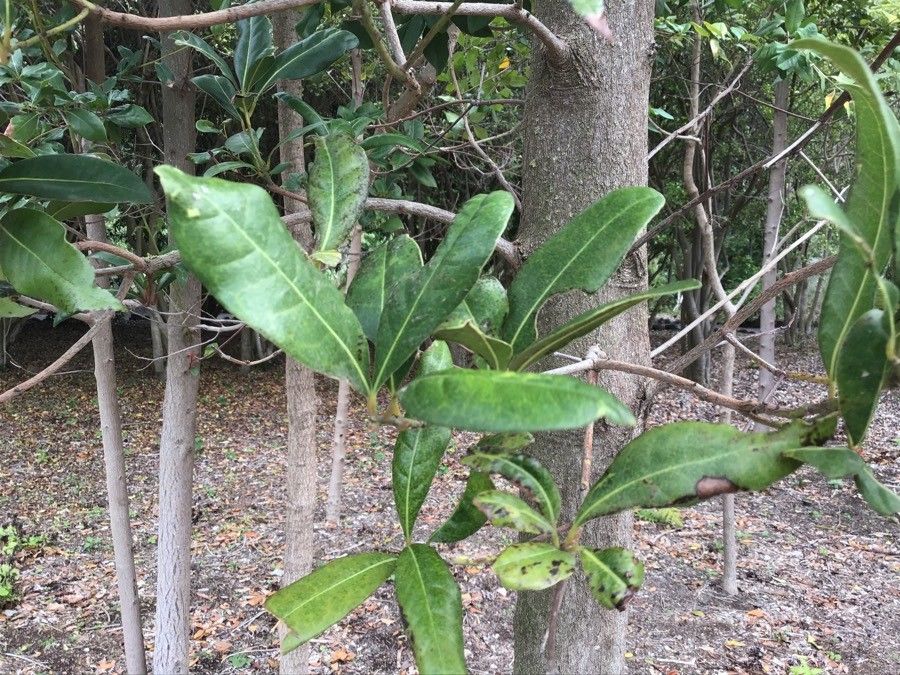 Apollonias barbujana — search result for 'Lauraceae'