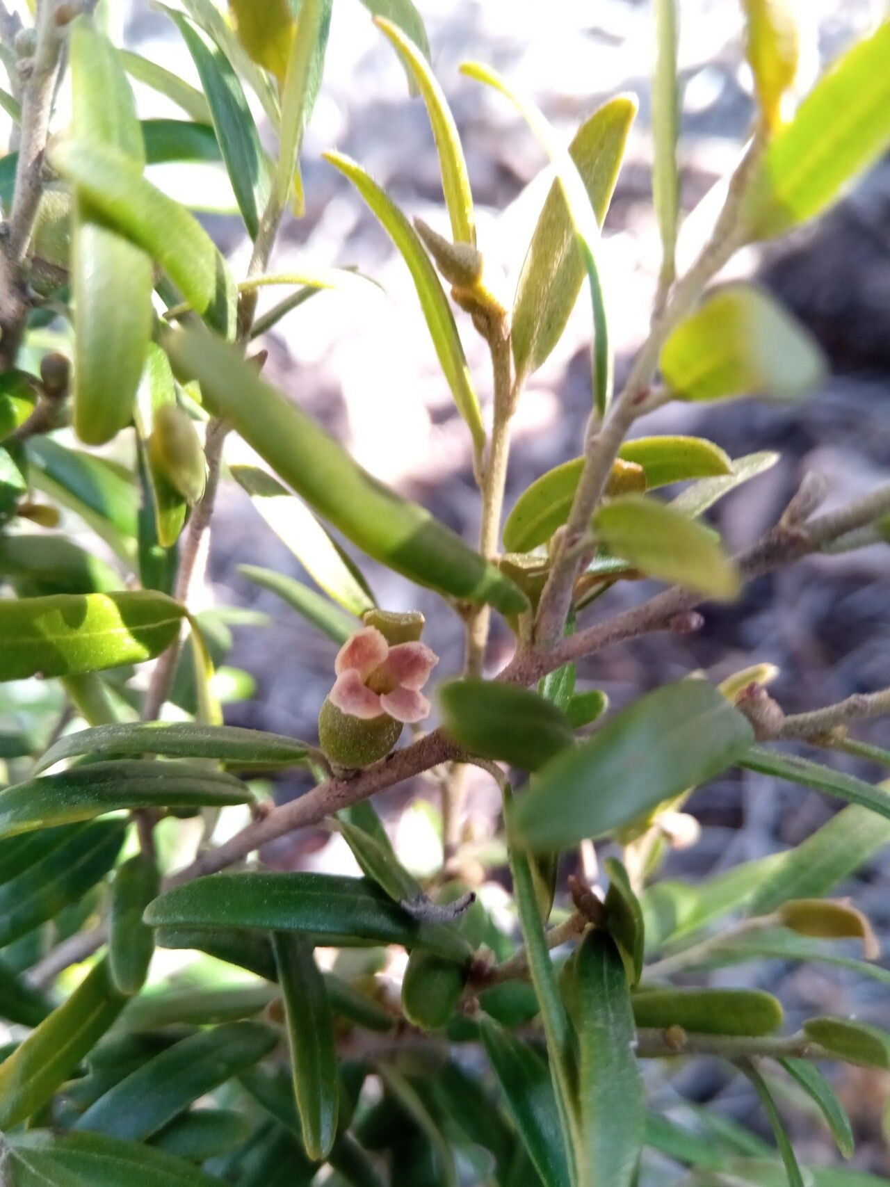 Diospyros danguyana fruit