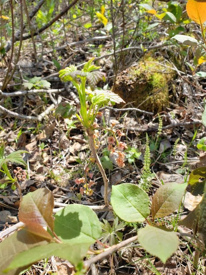 Ribes triste flower