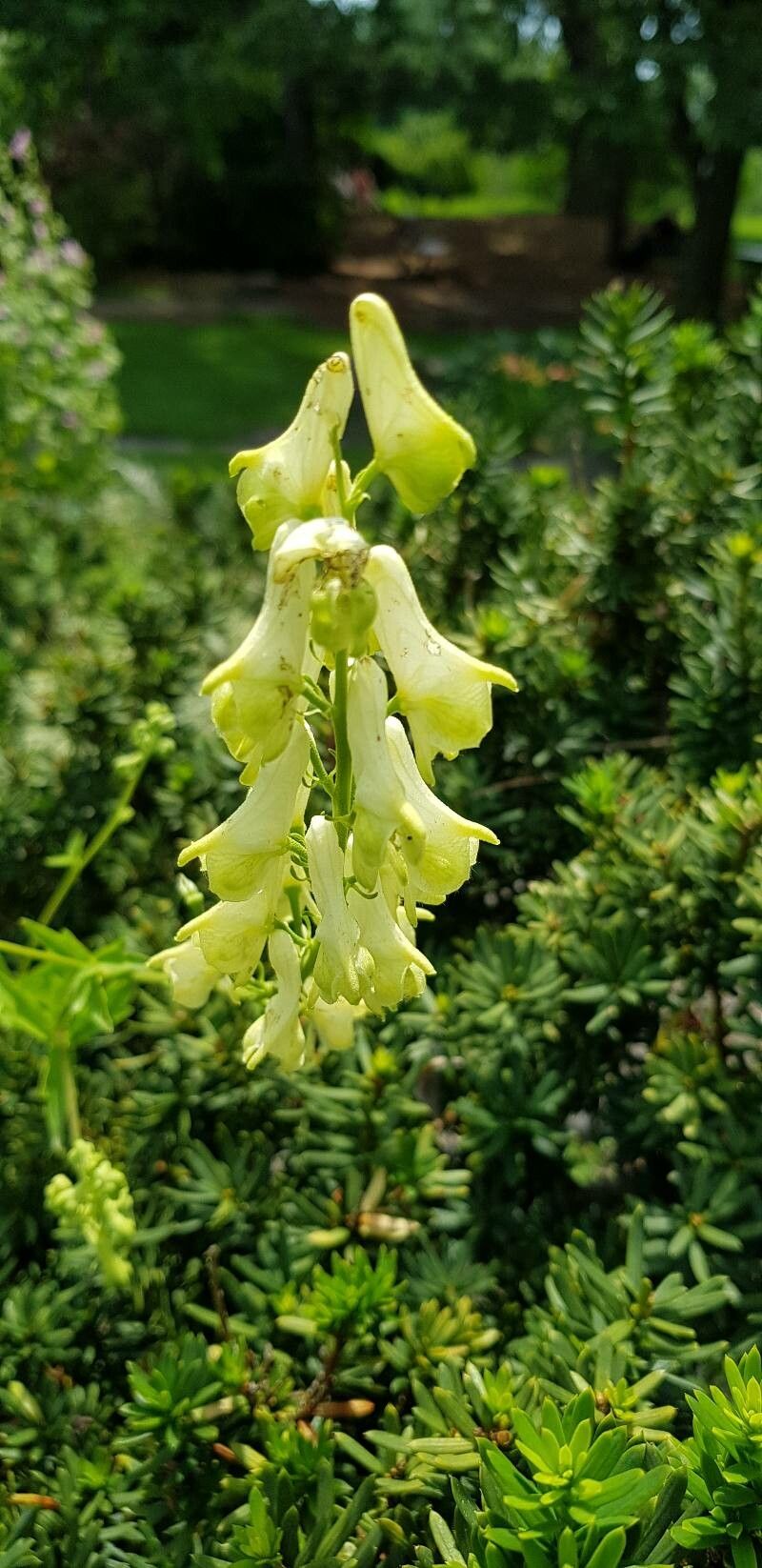 Aconitum krylovii flower