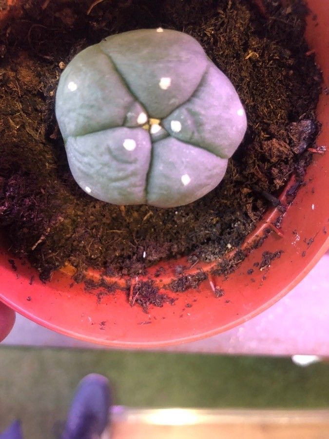 Lophophora williamsii leaf