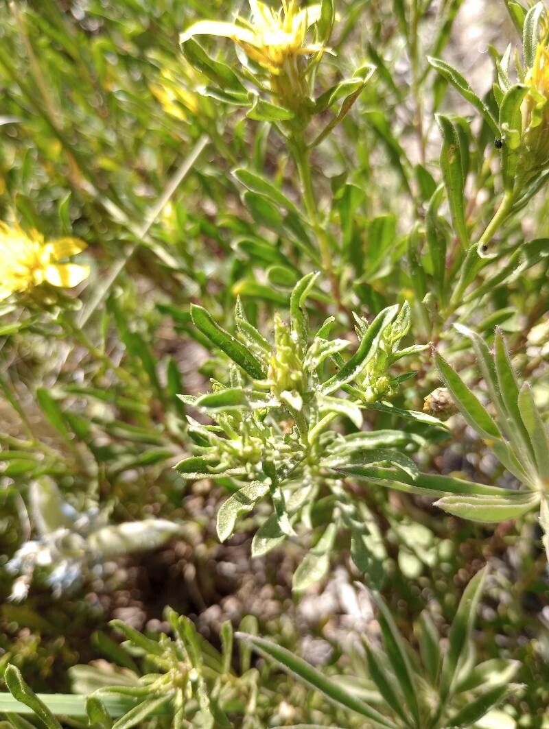 Heterotheca pumila leaf