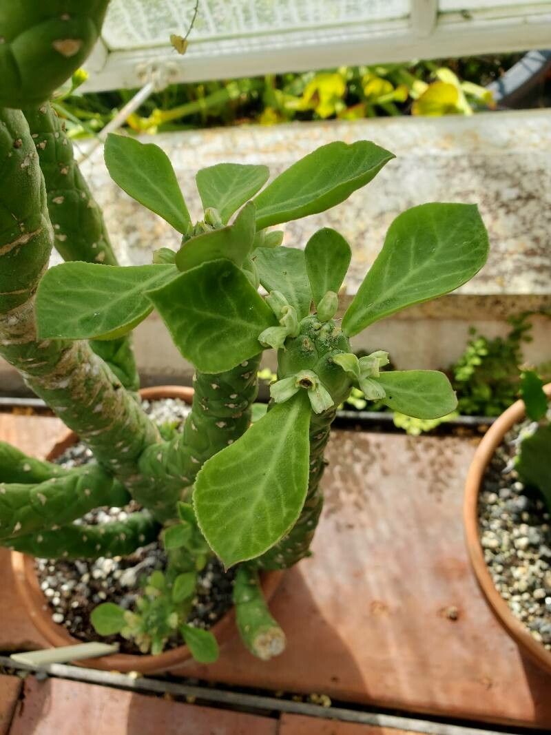 Euphorbia lugardae — houseplant care guide
