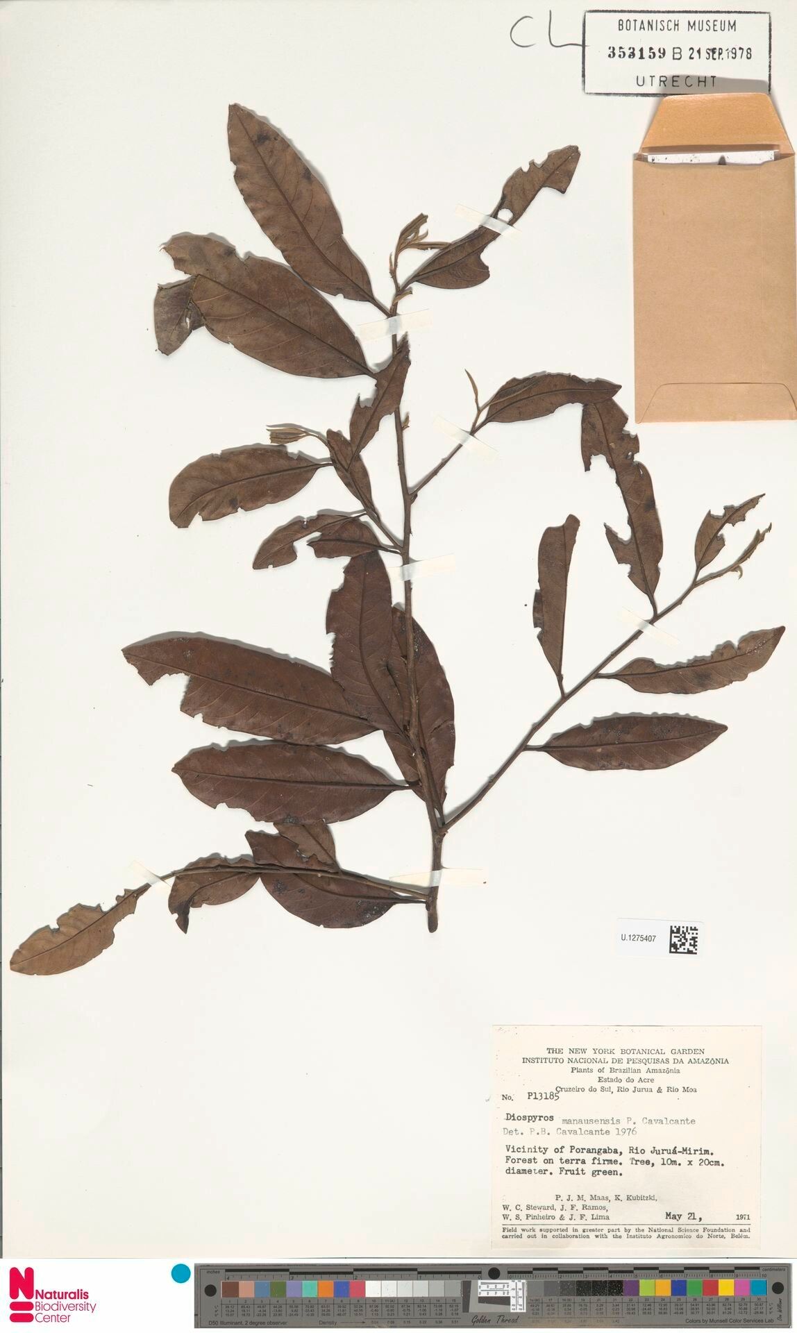 Diospyros manausensis leaf