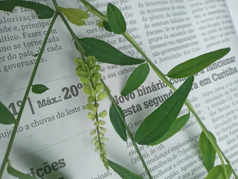 Polygala lancifolia flower