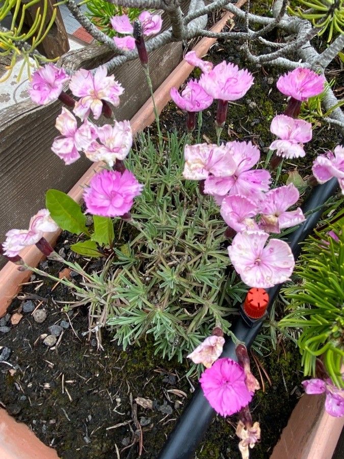 Dianthus gratianopolitanus habit