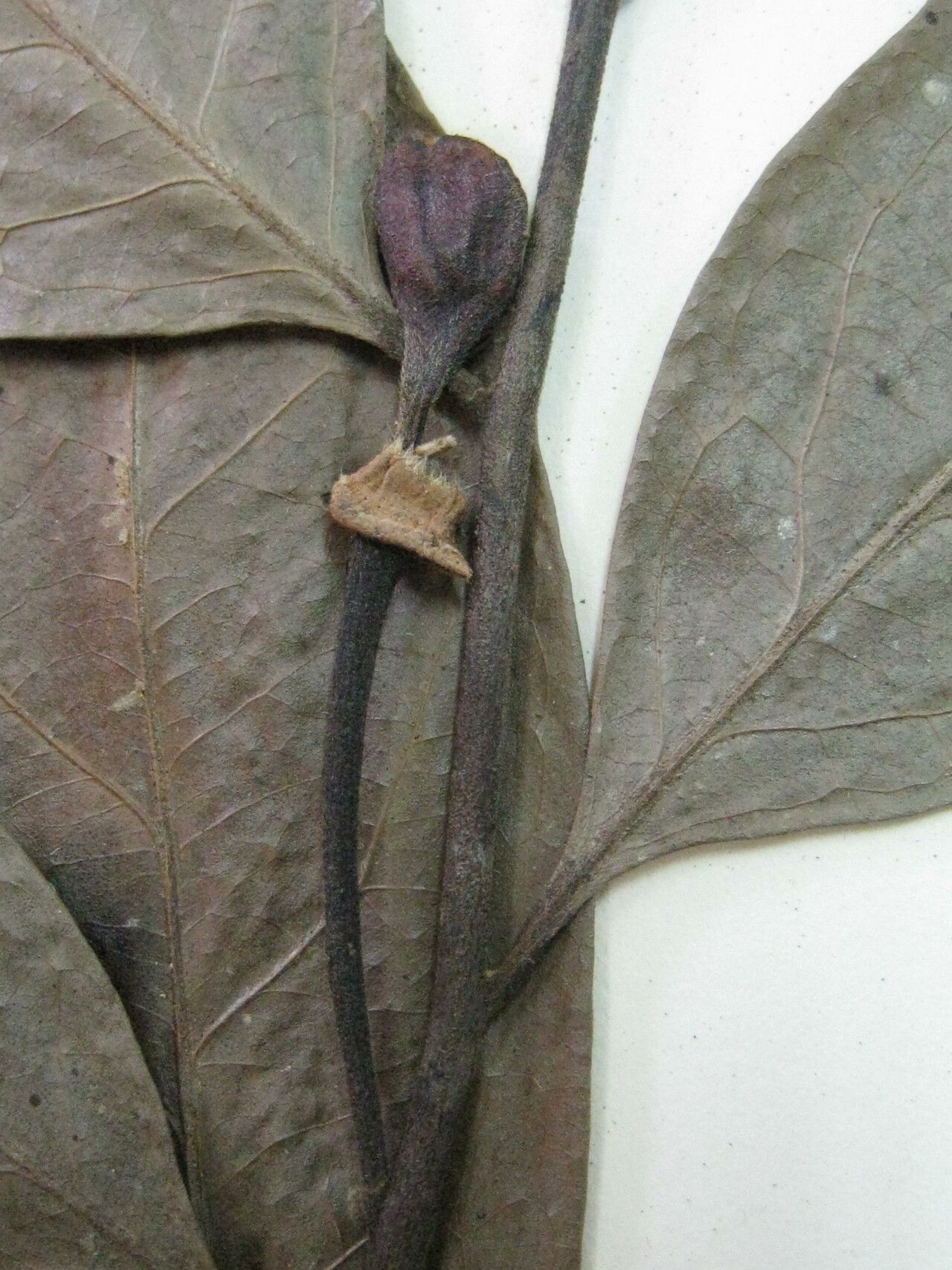 Cardiopetalum surinamense other