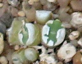 Conophytum bolusiae — related species from the same genus