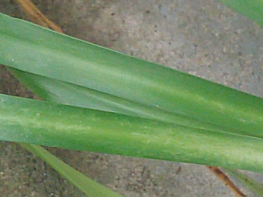 Ismene longipetala leaf