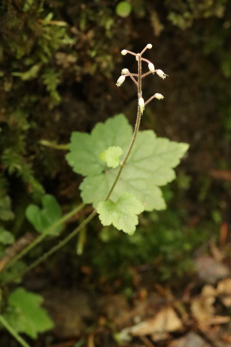 Tiarella polyphylla flower