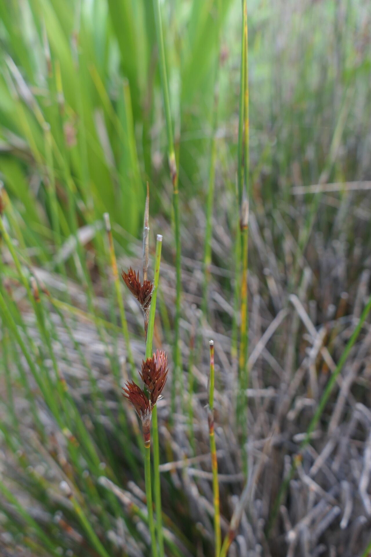 Thamnochortus bachmannii — related species from the same genus