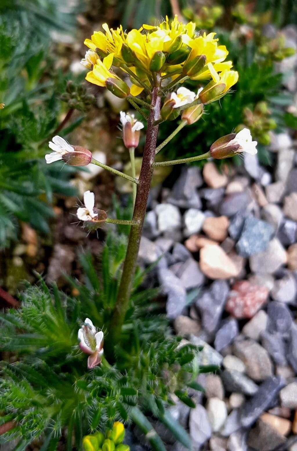 Draba lasiocarpa flower