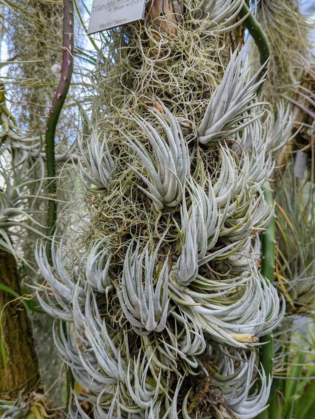Tillandsia mitlaensis leaf