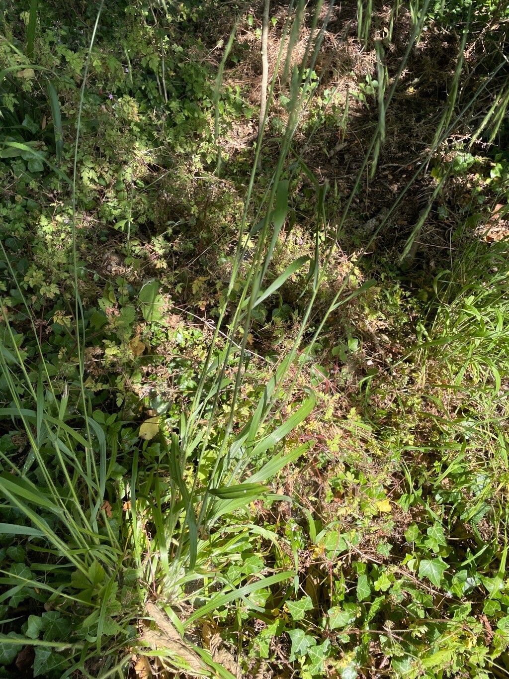Lolium giganteum leaf