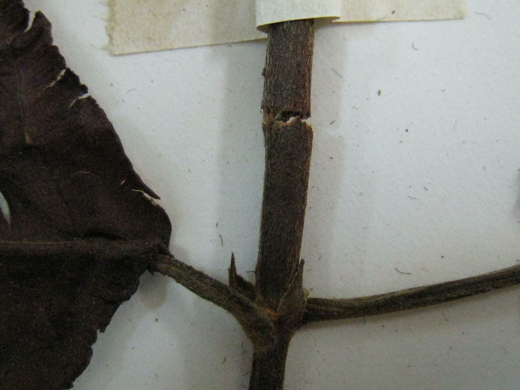 Guettarda spruceana — houseplant care guide