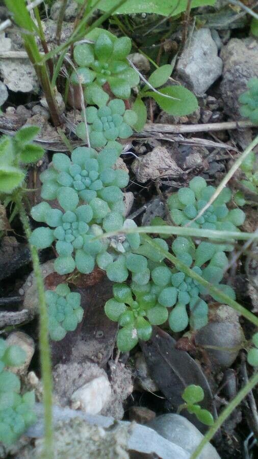 Sedum fragrans leaf