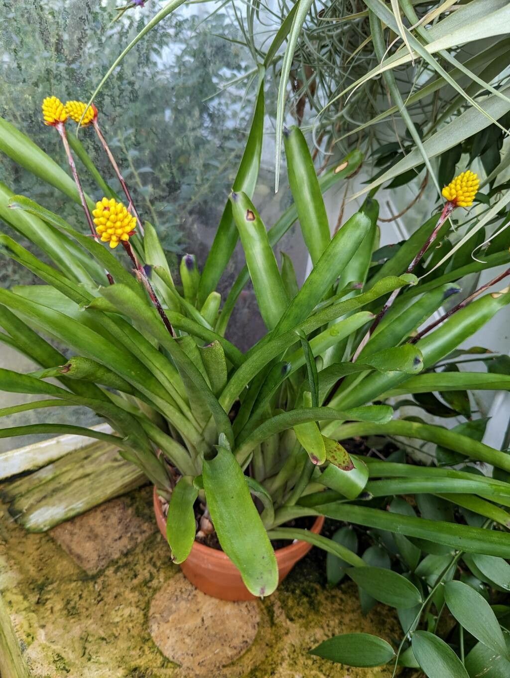 Aechmea calyculata habit