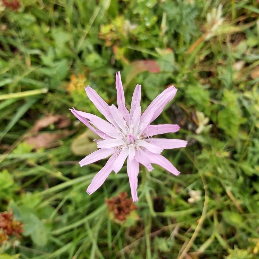 Scorzonera purpurea flower