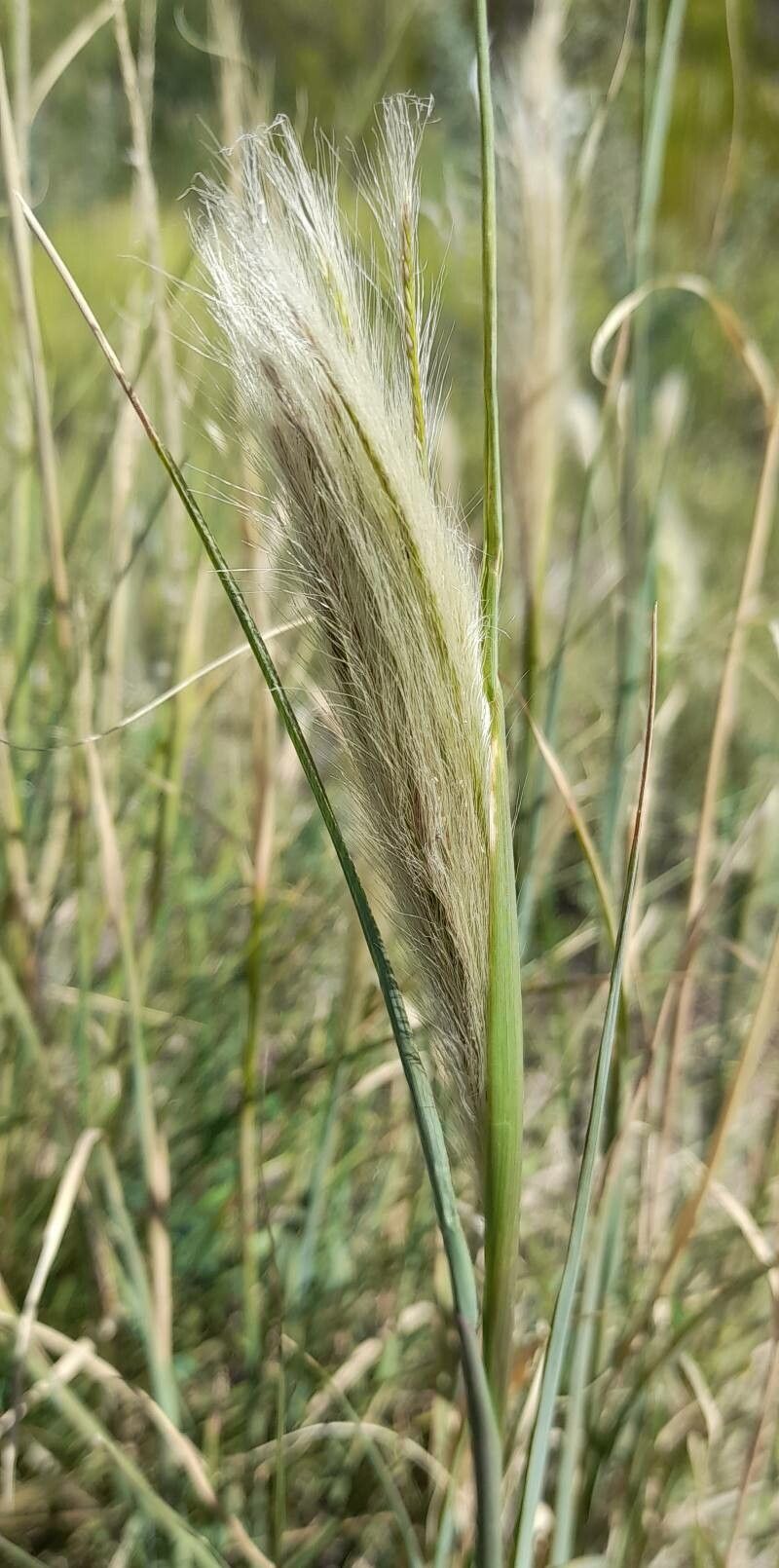 Leptochloa crinita flower