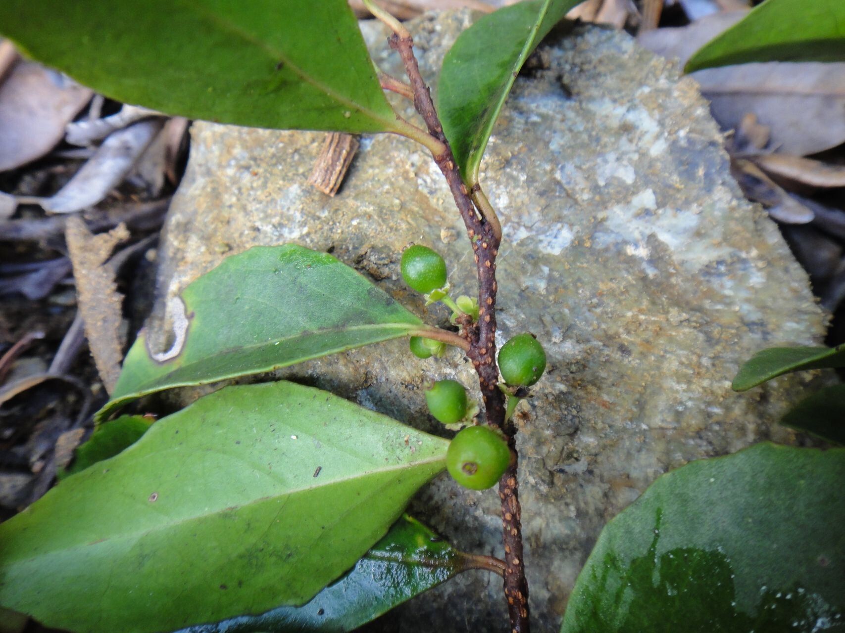 Lasiochlamys koghiensis — related species from the same genus