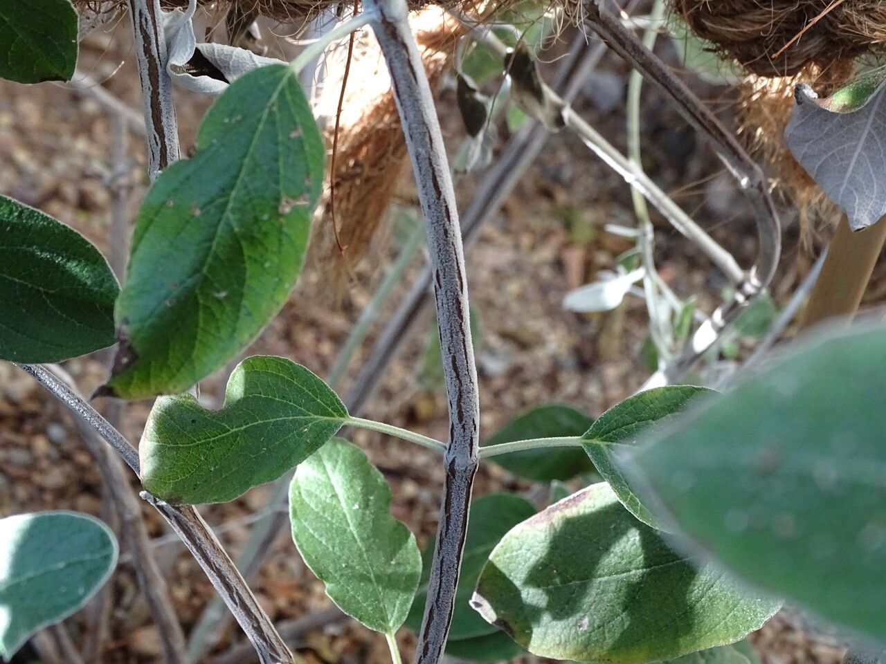 Salvia discolor bark