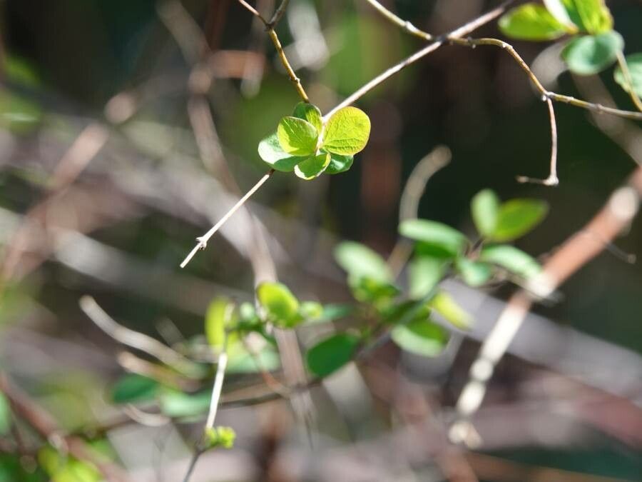 Lonicera subspicata leaf