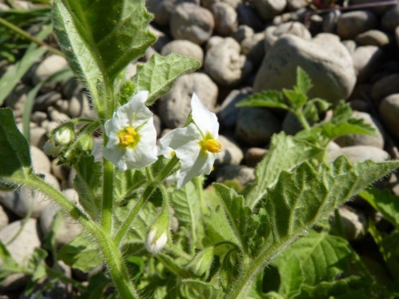 Solanum sarrachoides flower