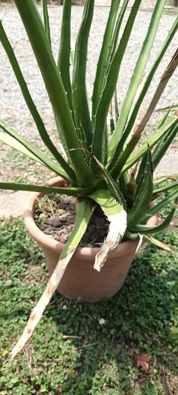 Agave kerchovei — houseplant care guide