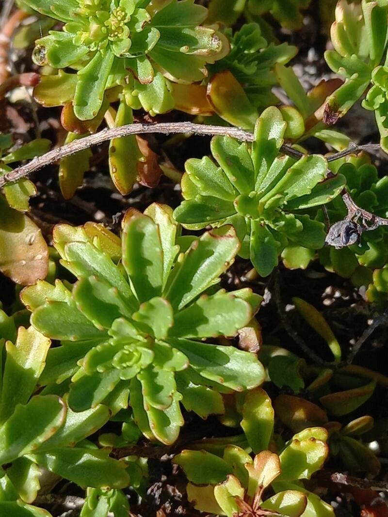 Phedimus hybridus — related species from the same genus