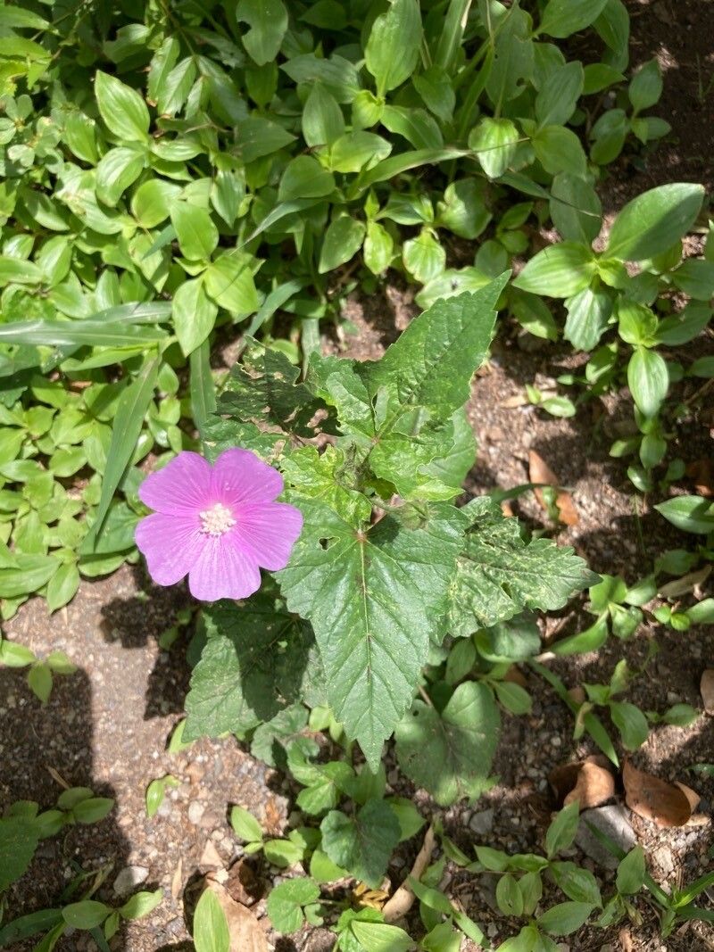 Anoda acerifolia flower